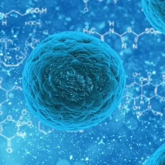 bacteria helictobacter