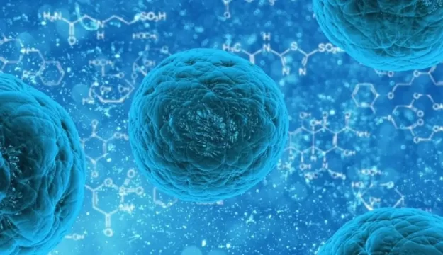 bacteria helictobacter
