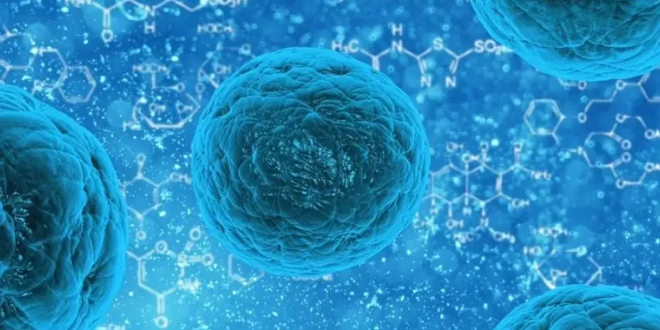 bacteria helictobacter