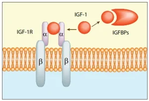 IGF-1 Buffer system Dream Body Clinic 