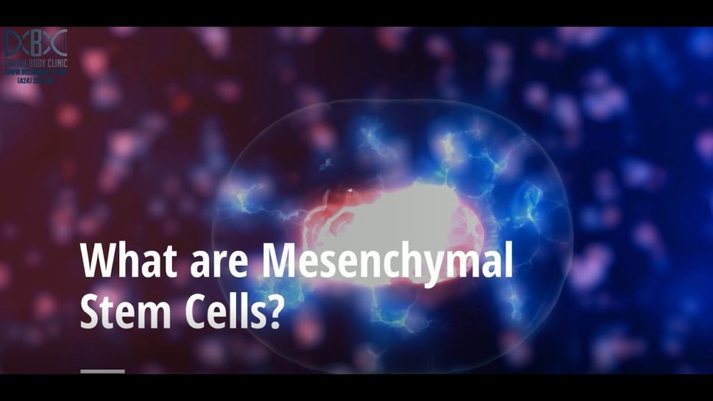 what are stem cells? How do stem cells work?