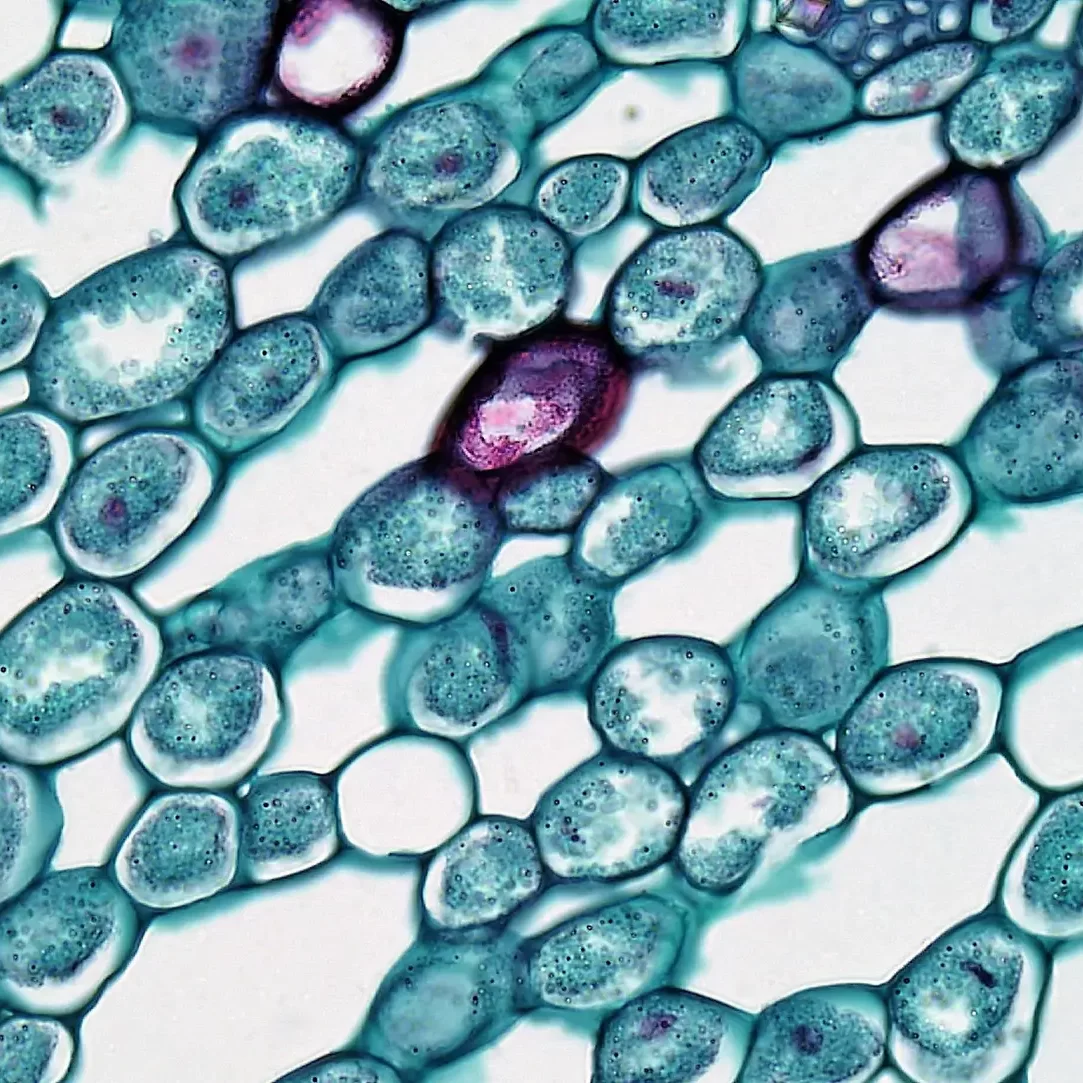 Stem Cells Questions and Answers at Dream Body Clinic Puerto Vallarta Stem Cell Clinic