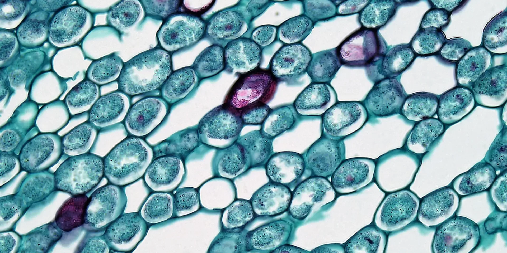 Stem Cells Questions and Answers at Dream Body Clinic Puerto Vallarta Stem Cell Clinic Stem Cells Questions and Answers at Dream Body Clinic Puerto Vallarta Stem Cell Clinic