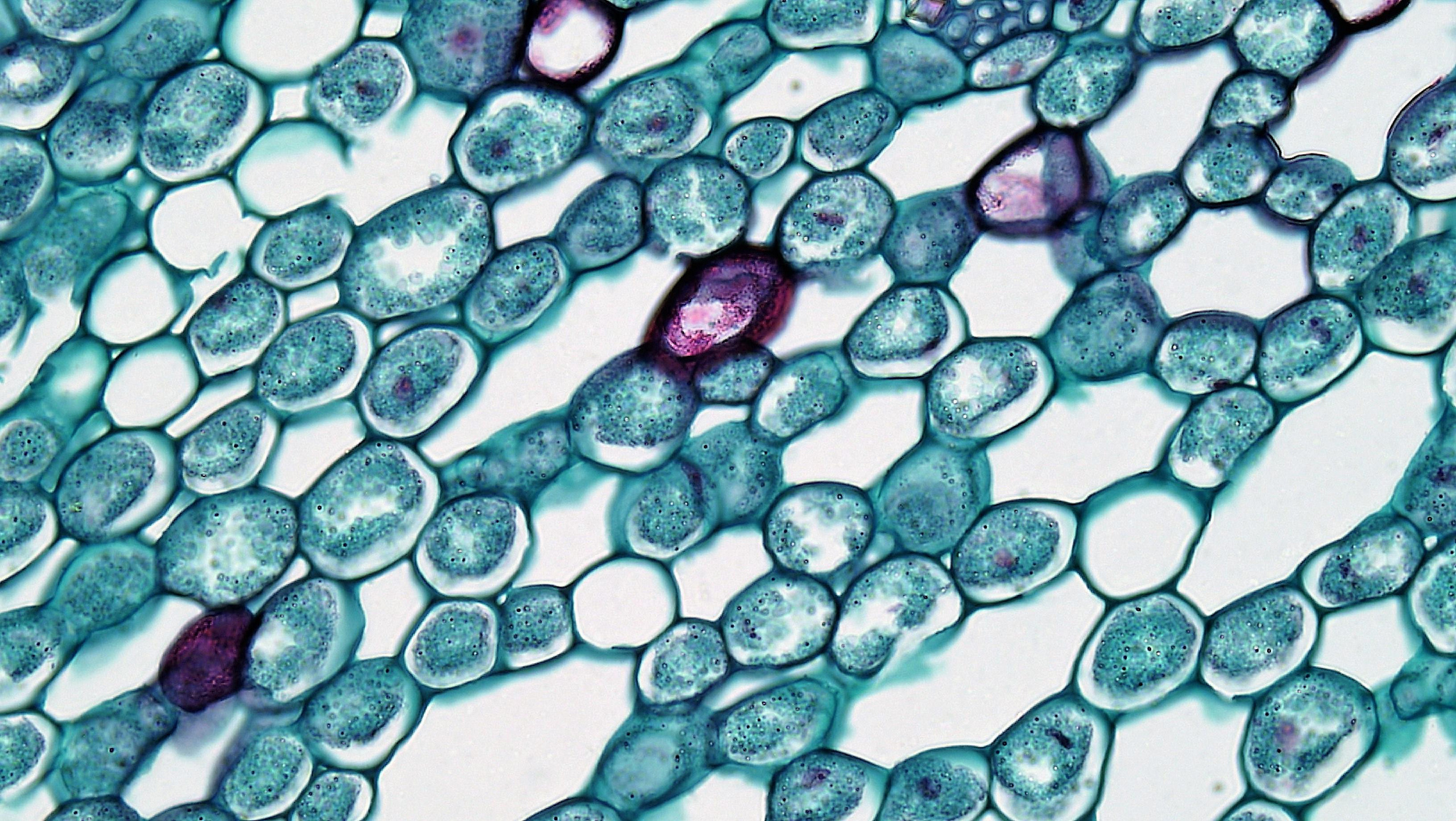 Stem Cells Questions and Answers at Dream Body Clinic Puerto Vallarta Stem Cell Clinic
