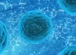 bacteria helictobacter