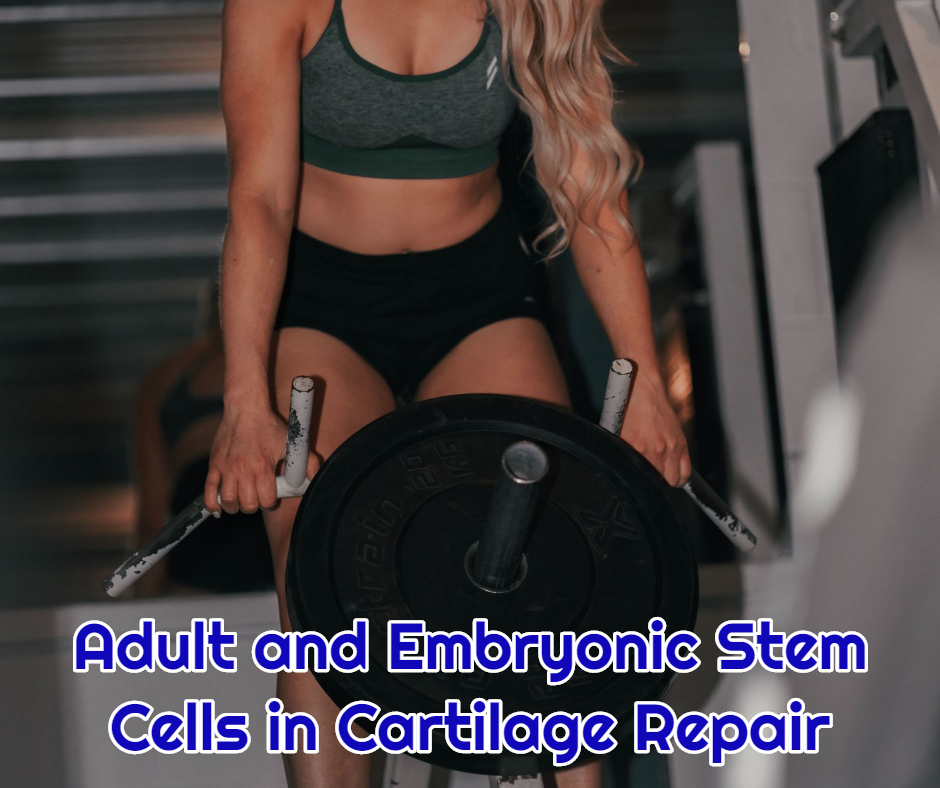 Adult and Embryonic Stem Cells in Cartilage Repair study dream body clinic arthritis stem cell therapy