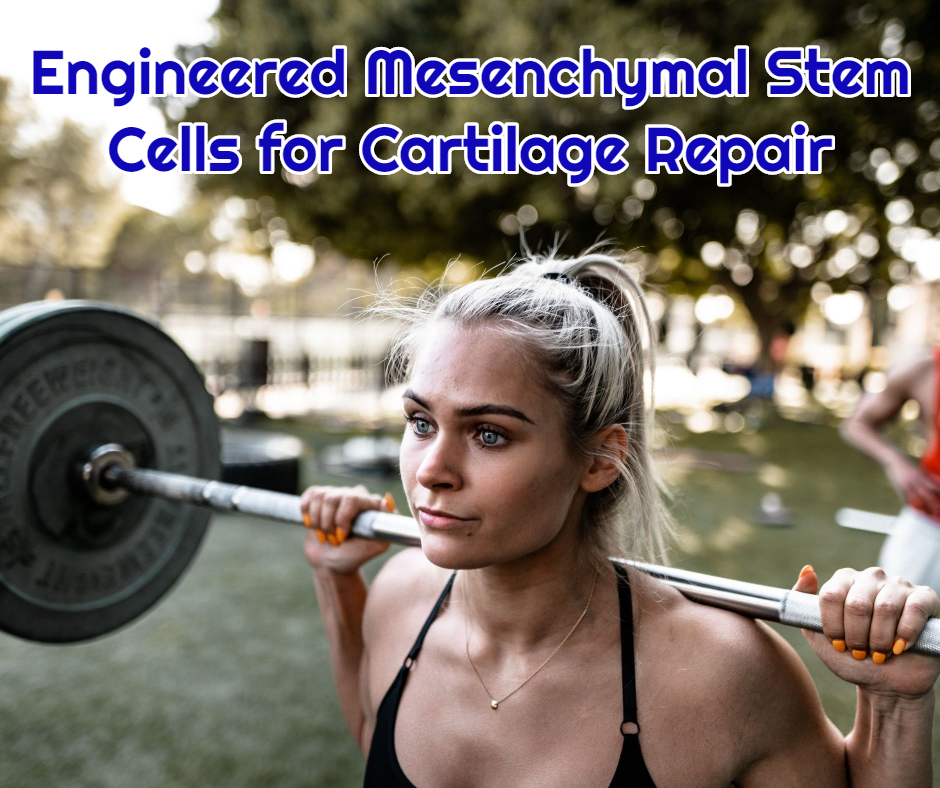 Engineered Mesenchymal Stem Cells for Cartilage Repair dream body clinic stem cells arthritis