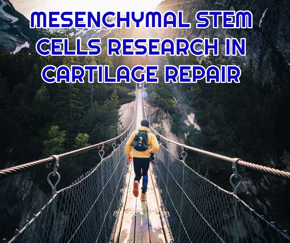 MESENCHYMAL STEM CELLS RESEARCH IN CARTILAGE REPAIR at dream body clinic stem cell therapy