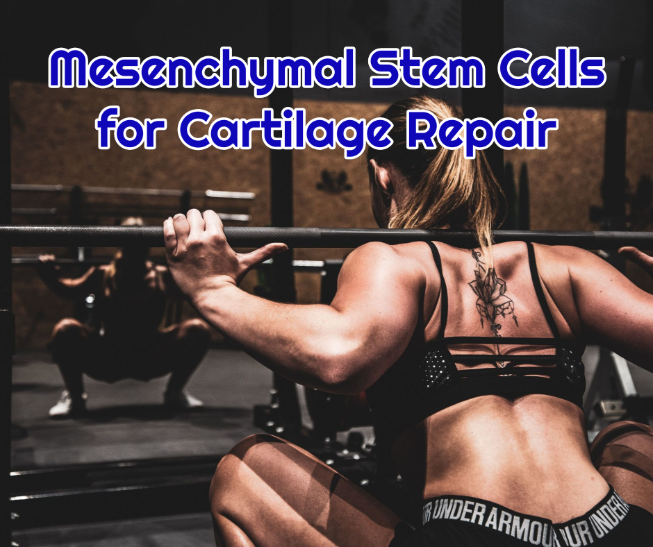 Mesenchymal Stem Cells for Cartilage Repair