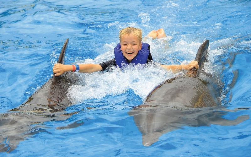 dolphin swim vallarta adventures dream body clinic