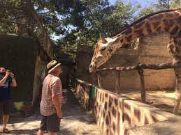 giraffe puerto vallarta zoo dream body clinic