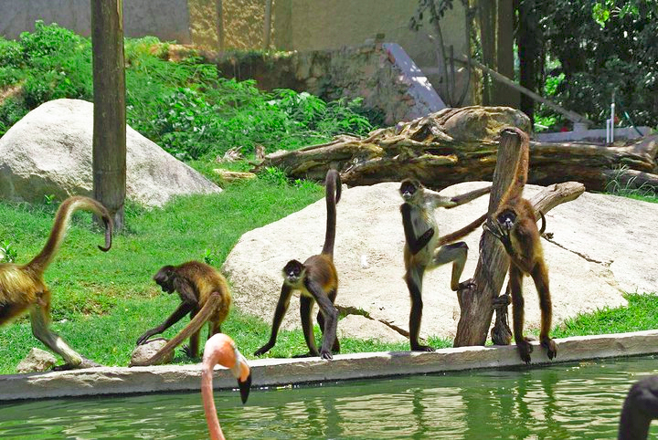 monkeys puerto vallarta zoo dream body clinic