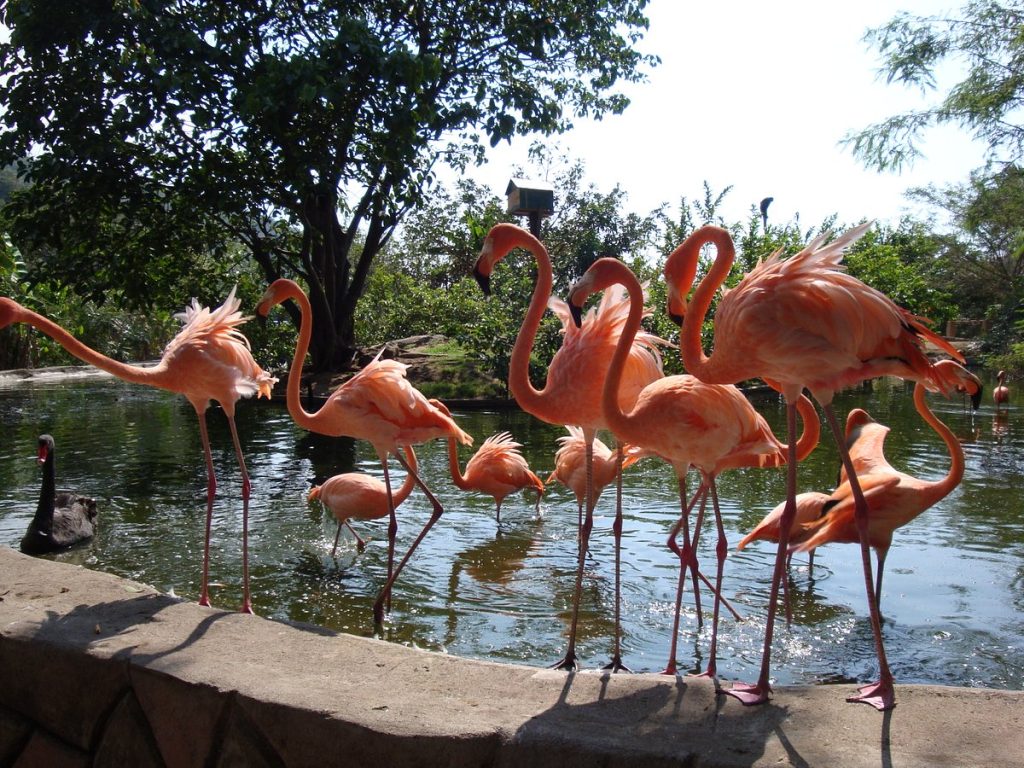 vallarta-zoo flamingos dream body clinic