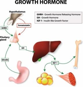 Growth Hormone - HGH to IGF-1 Dream Body Clinic