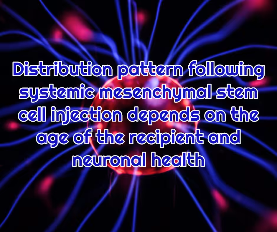 Distribution pattern following systemic mesenchymal stem cell injection depends on the age of the recipient and neuronal health