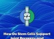 How Do Stem Cells Support Joint Recovery and Regeneration? Dream Body Clinic 2026