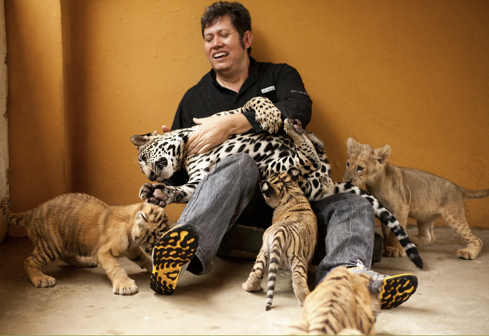 lion jaguar and tiger cubs vallarta zoo dream body clinic
