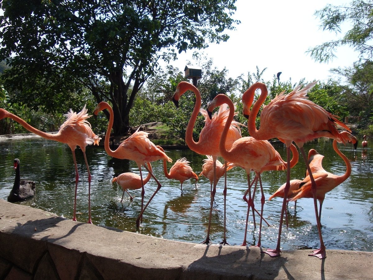 vallarta zoo flamingos dream body clinic