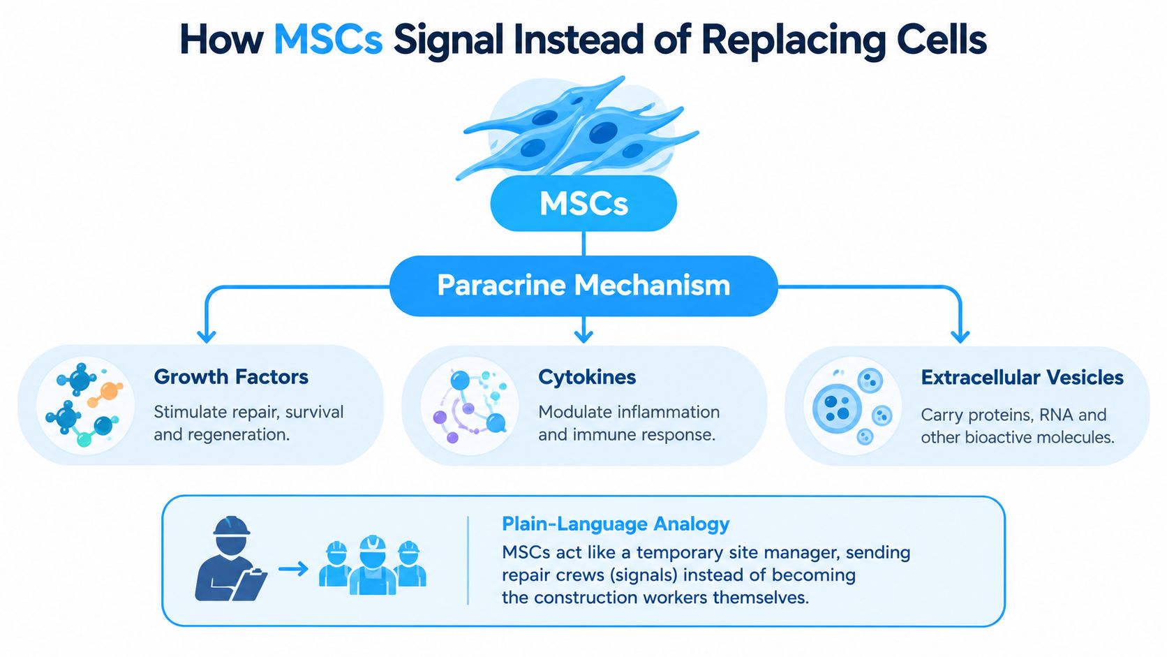 A diagram illustrating how mesenchymal stem cells signal to promote repair through paracrine mechanisms instead of cell replacement.
