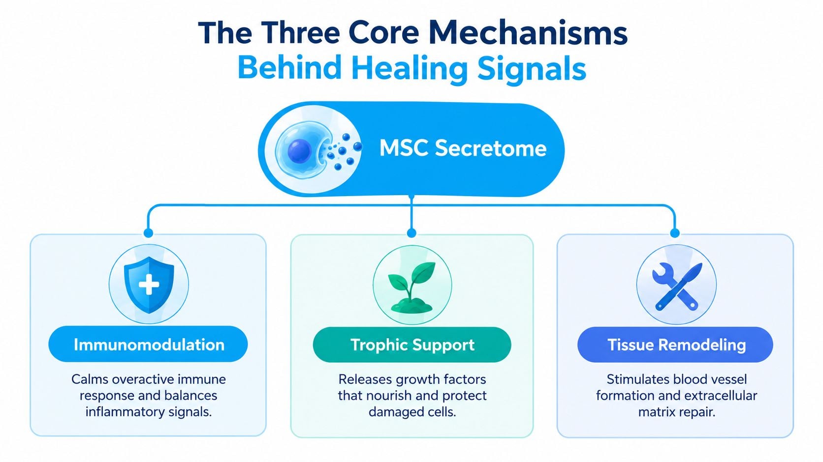 An infographic showing the three core mechanisms of MSC Secretome: immunomodulation, trophic support, and tissue remodeling.