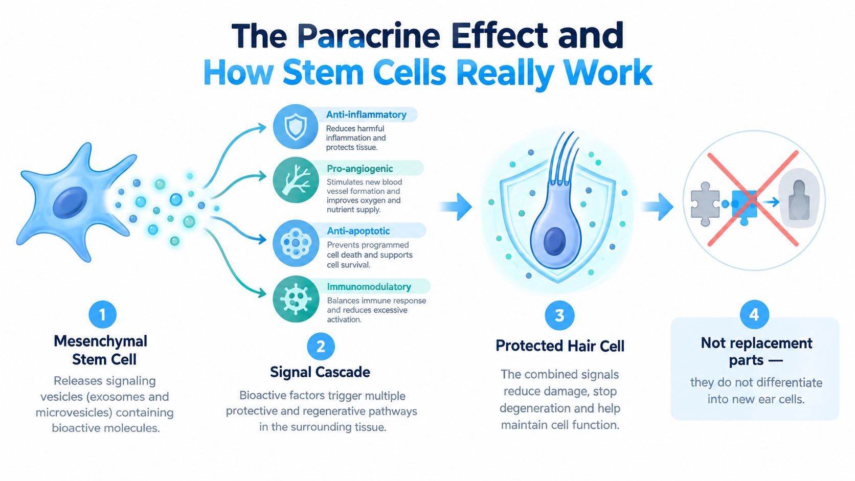 An infographic illustrating how mesenchymal stem cells use paracrine effects to support and protect hair cells.