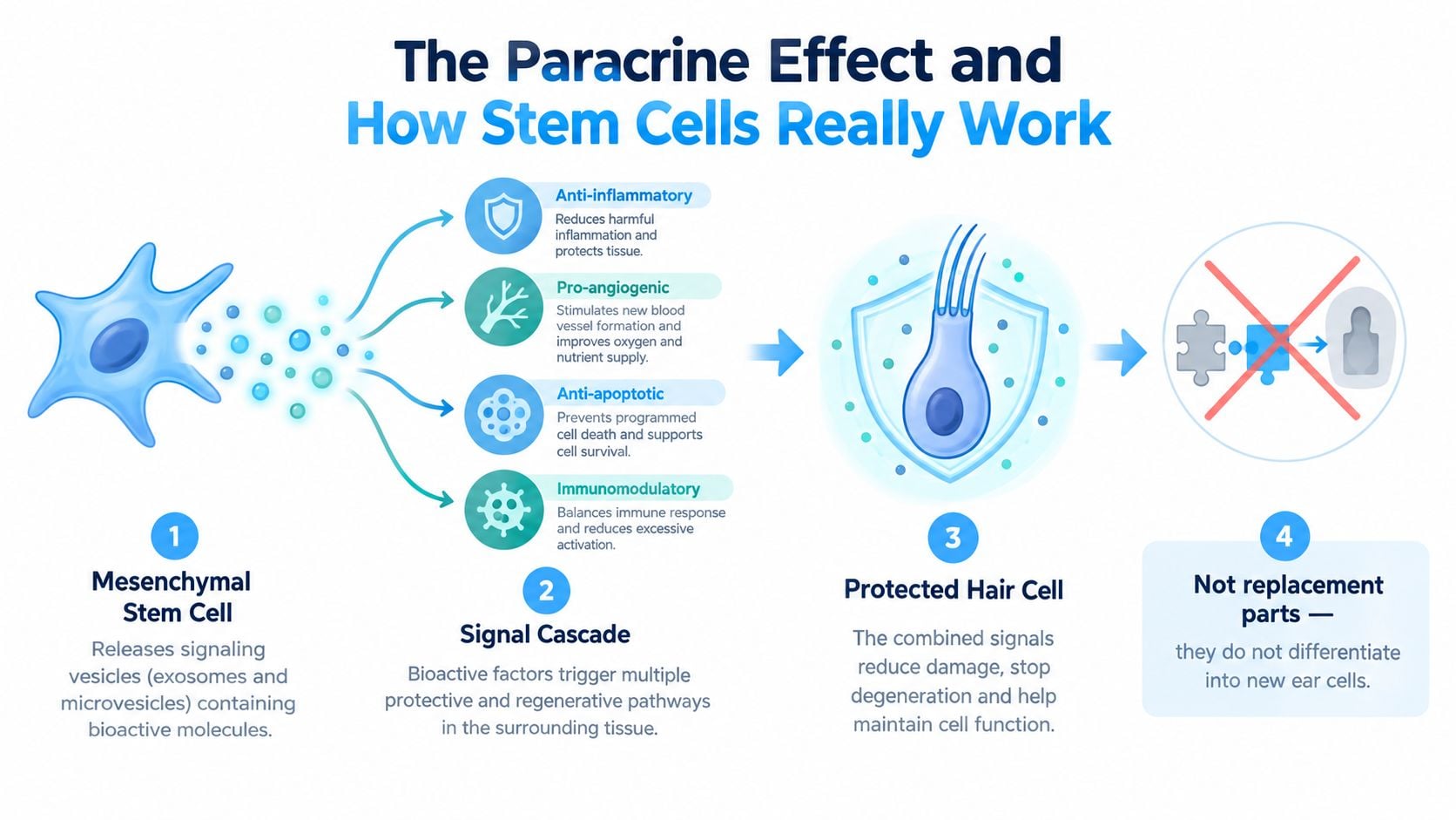 An infographic illustrating how mesenchymal stem cells use paracrine effects to support and protect hair cells.