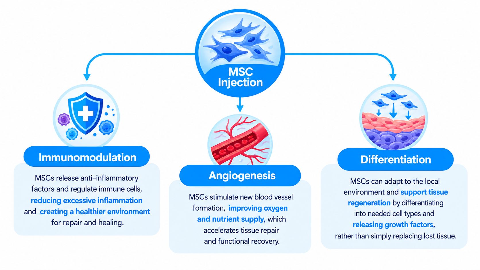 A diagram illustrating the therapeutic mechanisms of MSC injection: Immunomodulation, Angiogenesis, and Differentiation for tissue regeneration.