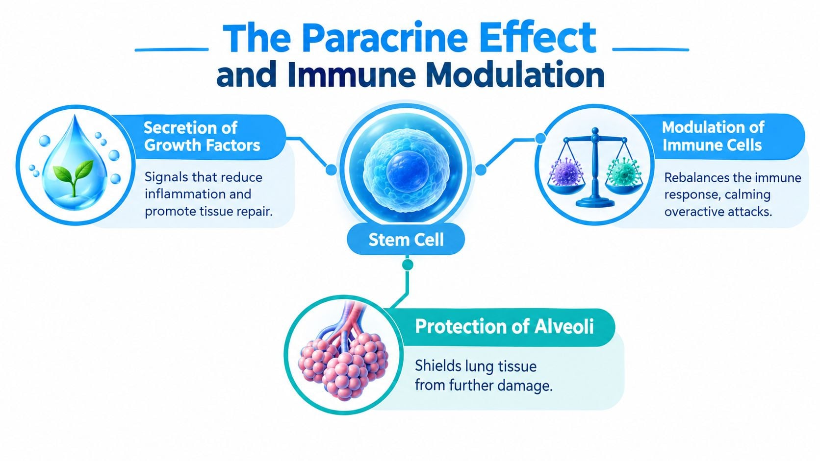 A diagram illustrating how stem cells provide paracrine effects for lung tissue repair and immune modulation.