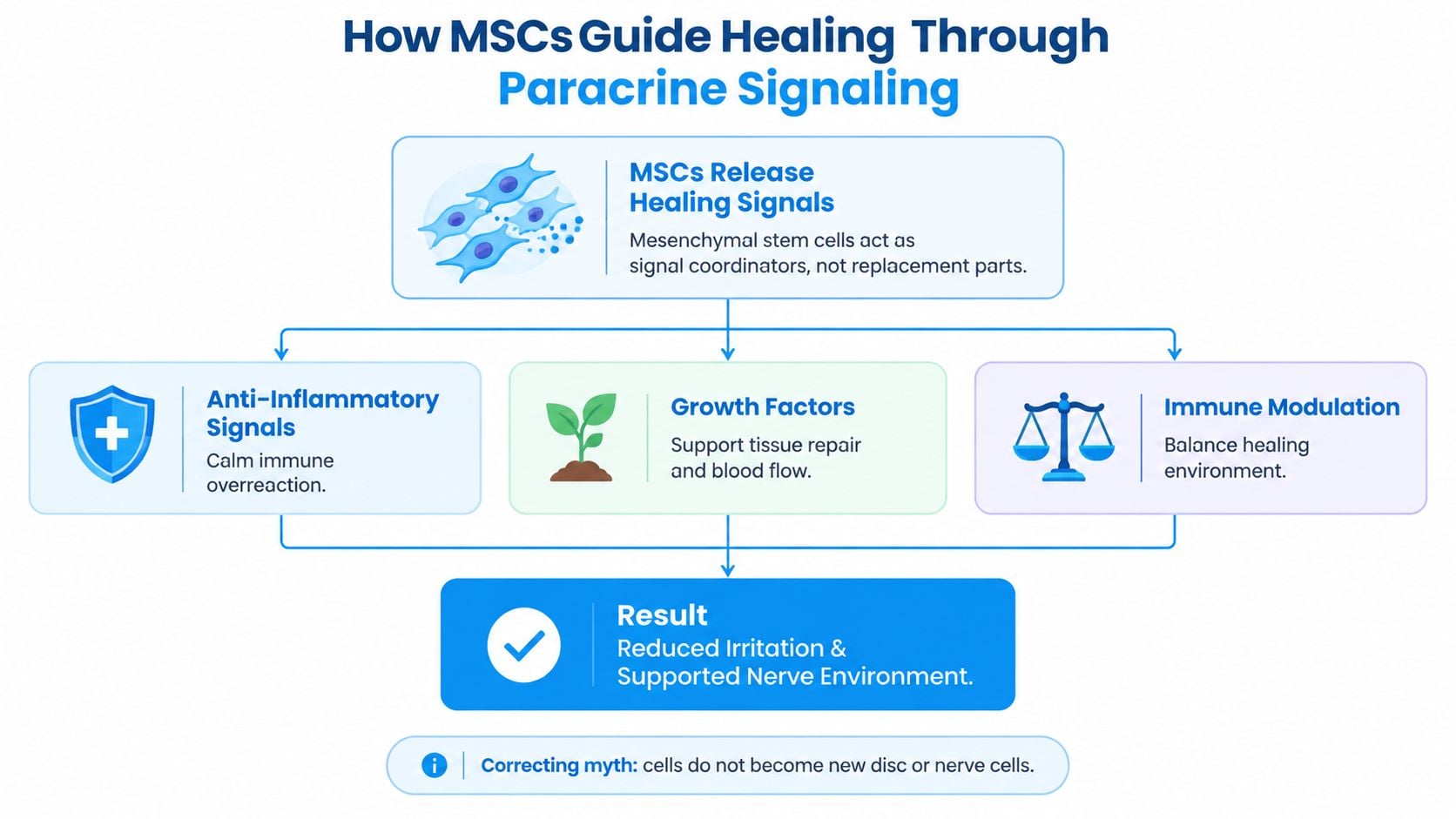 A diagram illustrating how mesenchymal stem cells guide healing through paracrine signaling and immune modulation.