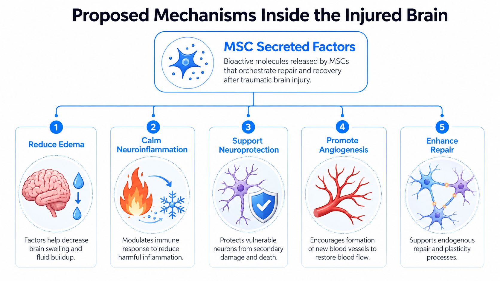 A diagram illustrating five mechanisms by which MSC secreted factors support brain recovery after traumatic brain injury.