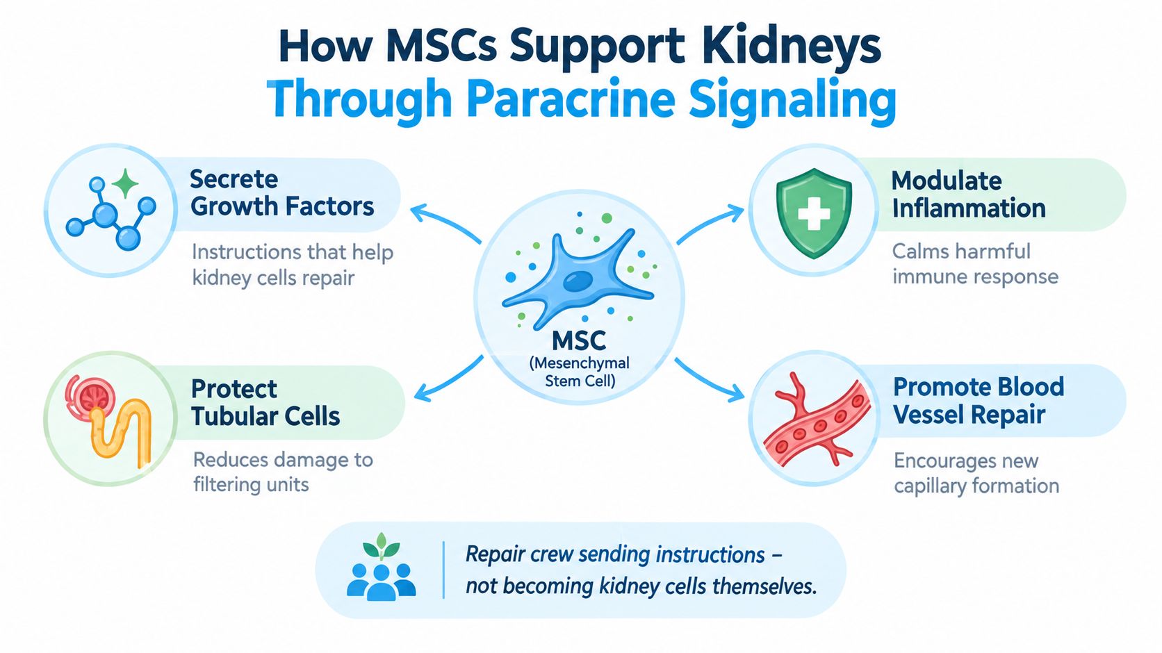 An infographic showing how mesenchymal stem cells support kidney repair through paracrine signaling and growth factor secretion.