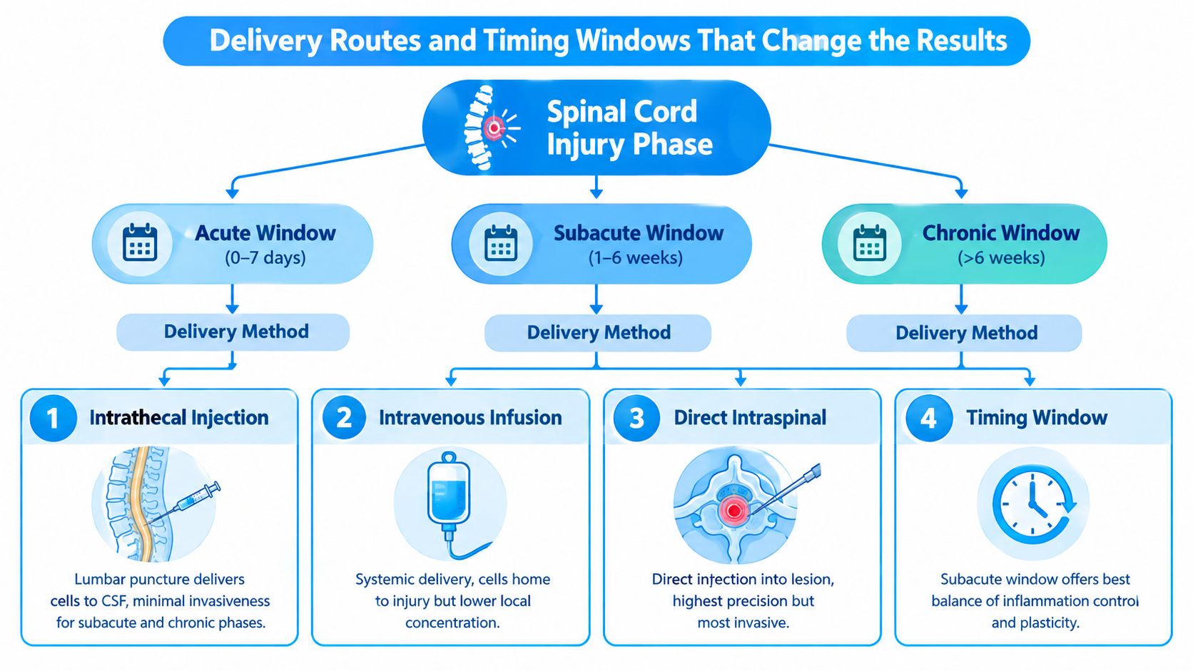 A diagram illustrating optimal delivery methods and timing windows for stem cell treatment of spinal cord injuries.