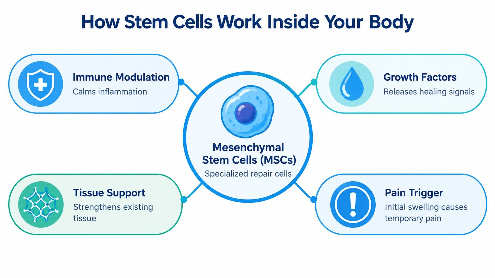 An infographic showing how mesenchymal stem cells work within the body, including their effects on inflammation, healing, and tissue support.