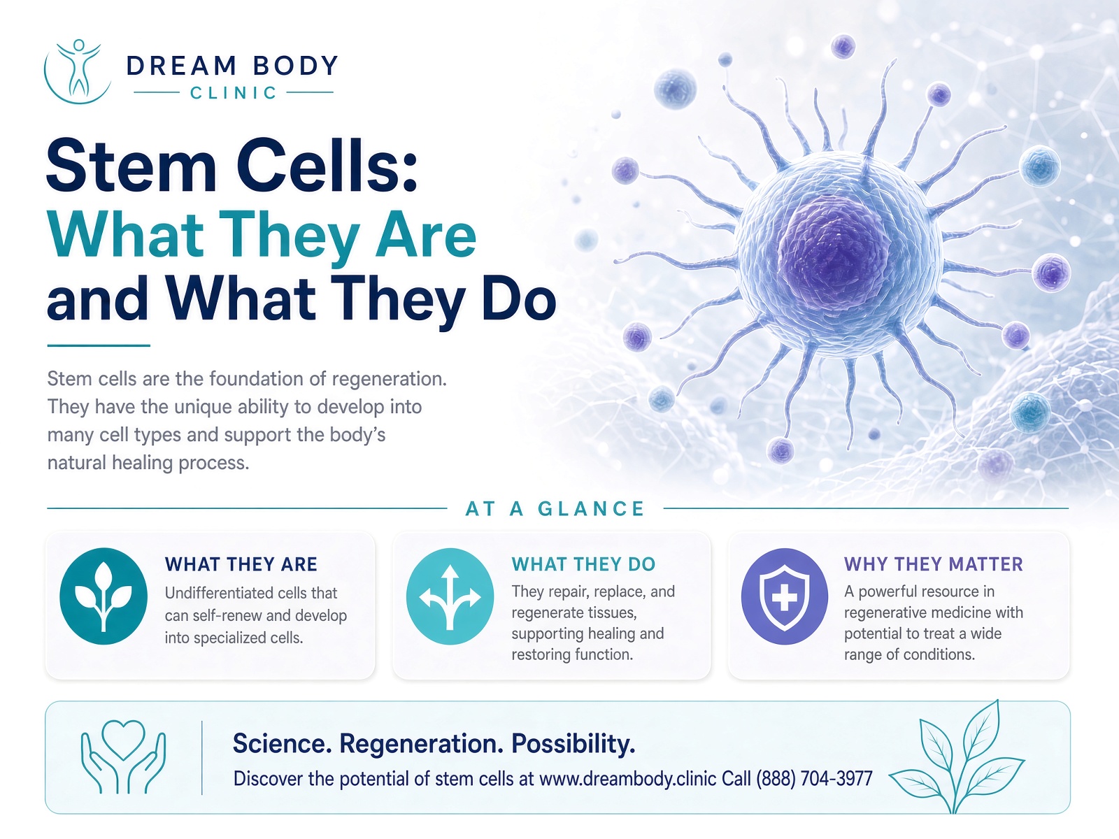 Stem Cells What They Are and What They Do