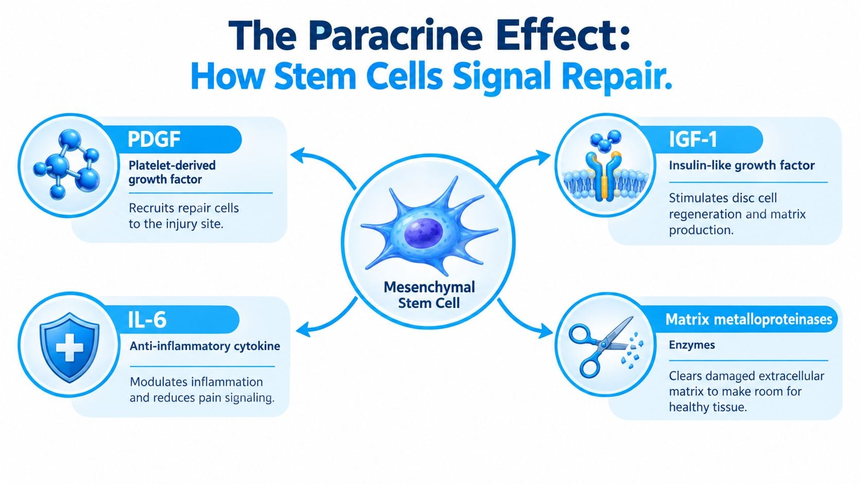 An infographic showing how mesenchymal stem cells signal tissue repair through paracrine effects like growth factors and enzymes.
