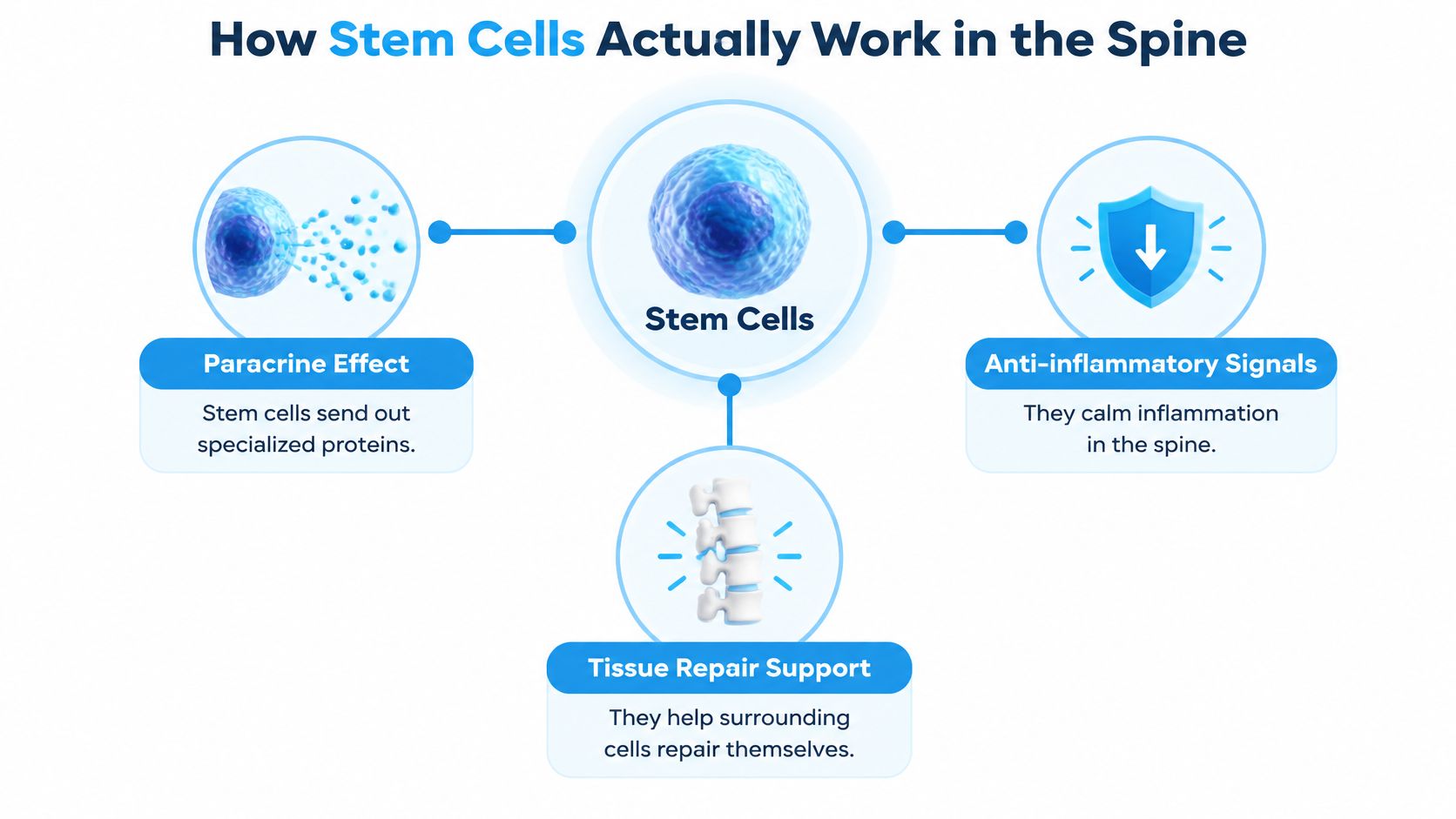 An infographic illustrating how stem cells facilitate healing in the spine through paracrine effects, anti-inflammatory signals, and tissue support.