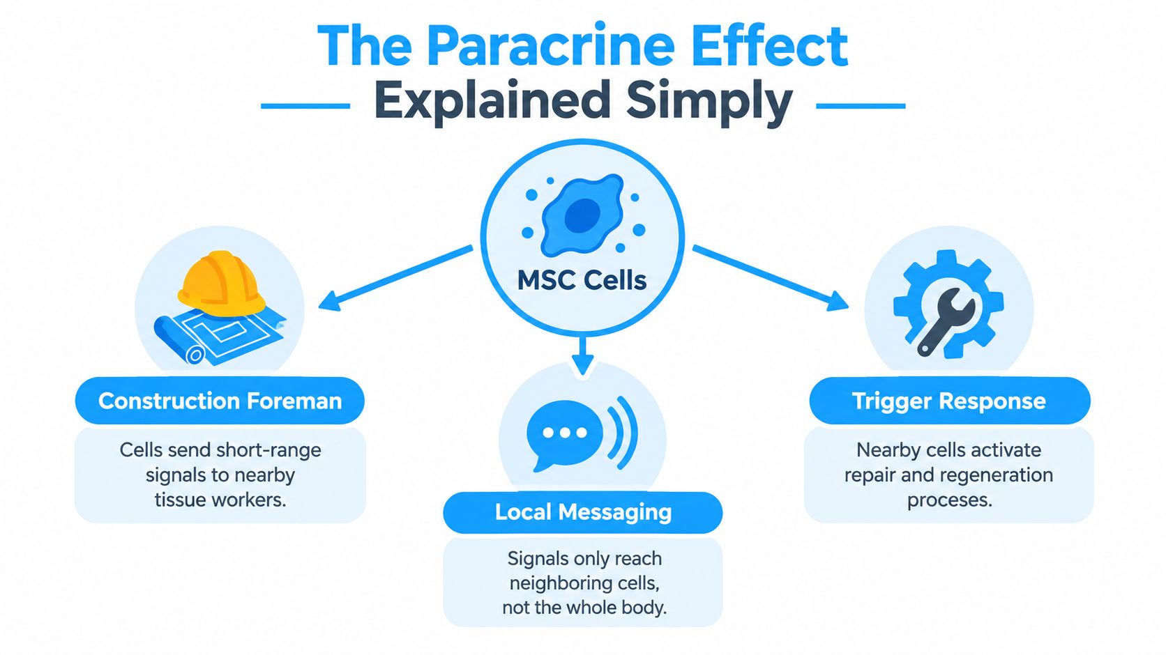 A diagram explaining the paracrine effect of MSC cells acting like a construction foreman for tissue regeneration.