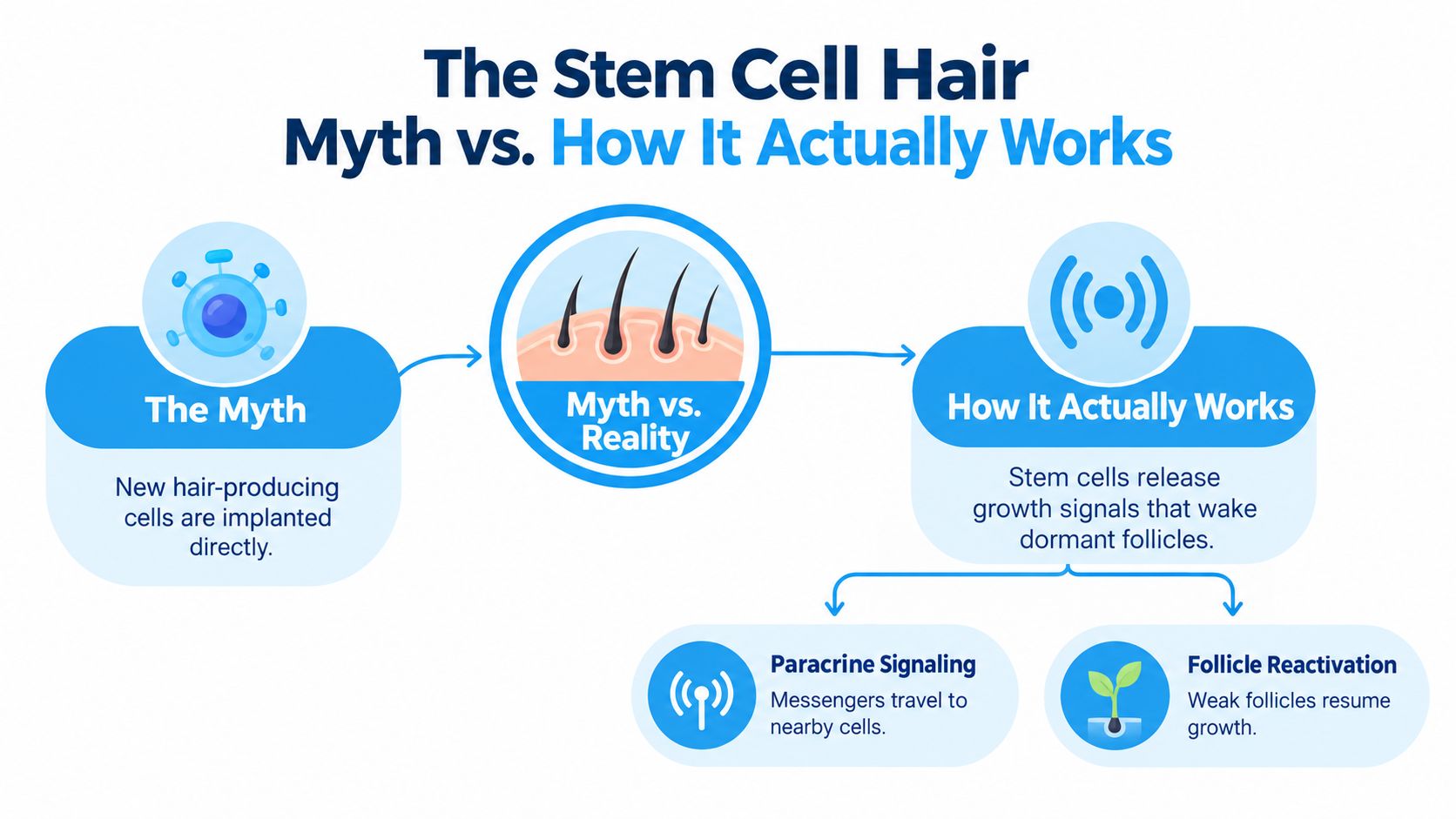 An infographic contrasting the myth of stem cell hair implantation with the reality of signaling and reactivation.