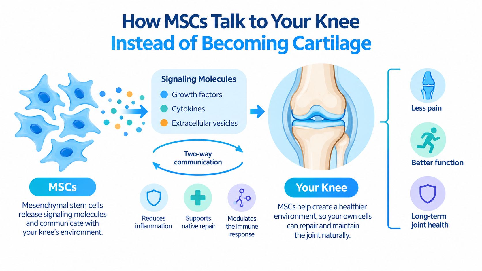 A diagram illustrating how mesenchymal stem cells communicate with the knee joint to improve health and function.