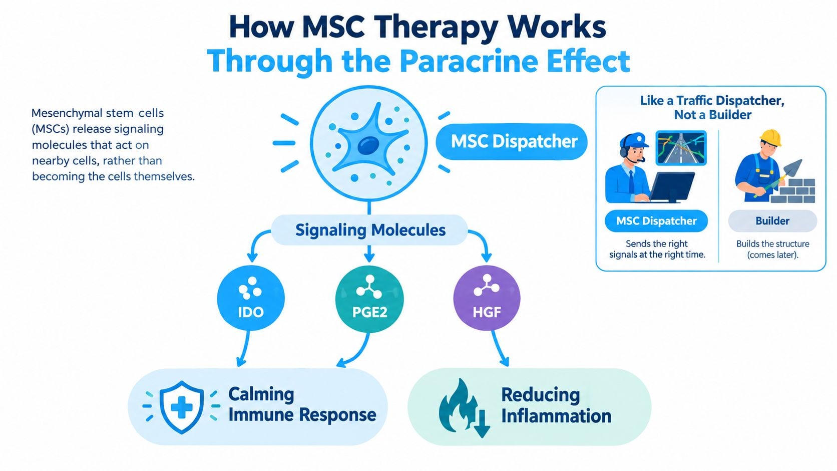 A diagram explaining how mesenchymal stem cells (MSCs) treat conditions through paracrine signaling rather than replacing cells.