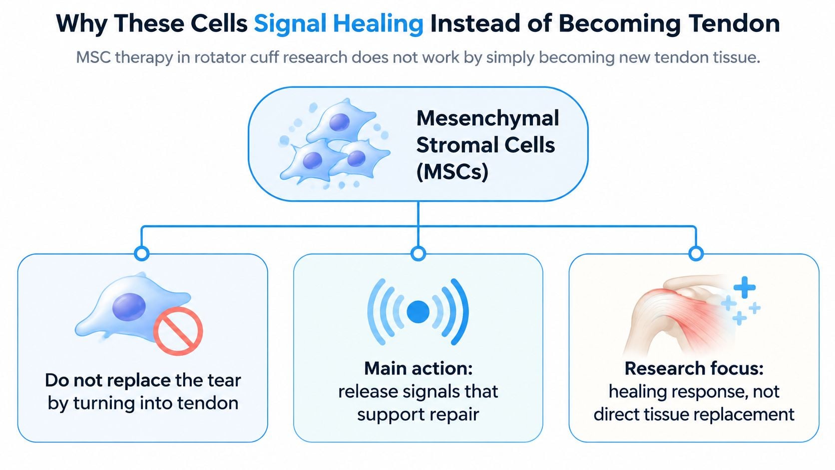 A diagram explaining that mesenchymal stromal cells help heal rotator cuff tears by signaling repair, not replacement.